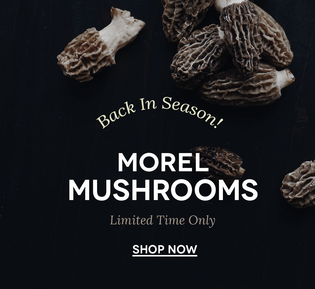 Morel Mushrooms